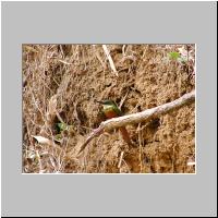 14- Jacamar a queue rousse.html